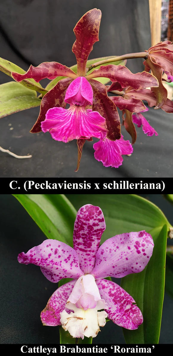 Cattleya Graf's Chupeta
