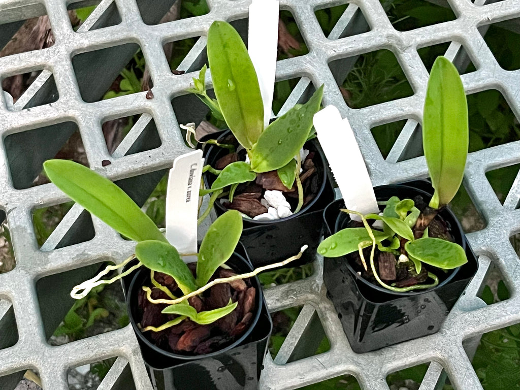 Cattleya Dowiana v. aurea