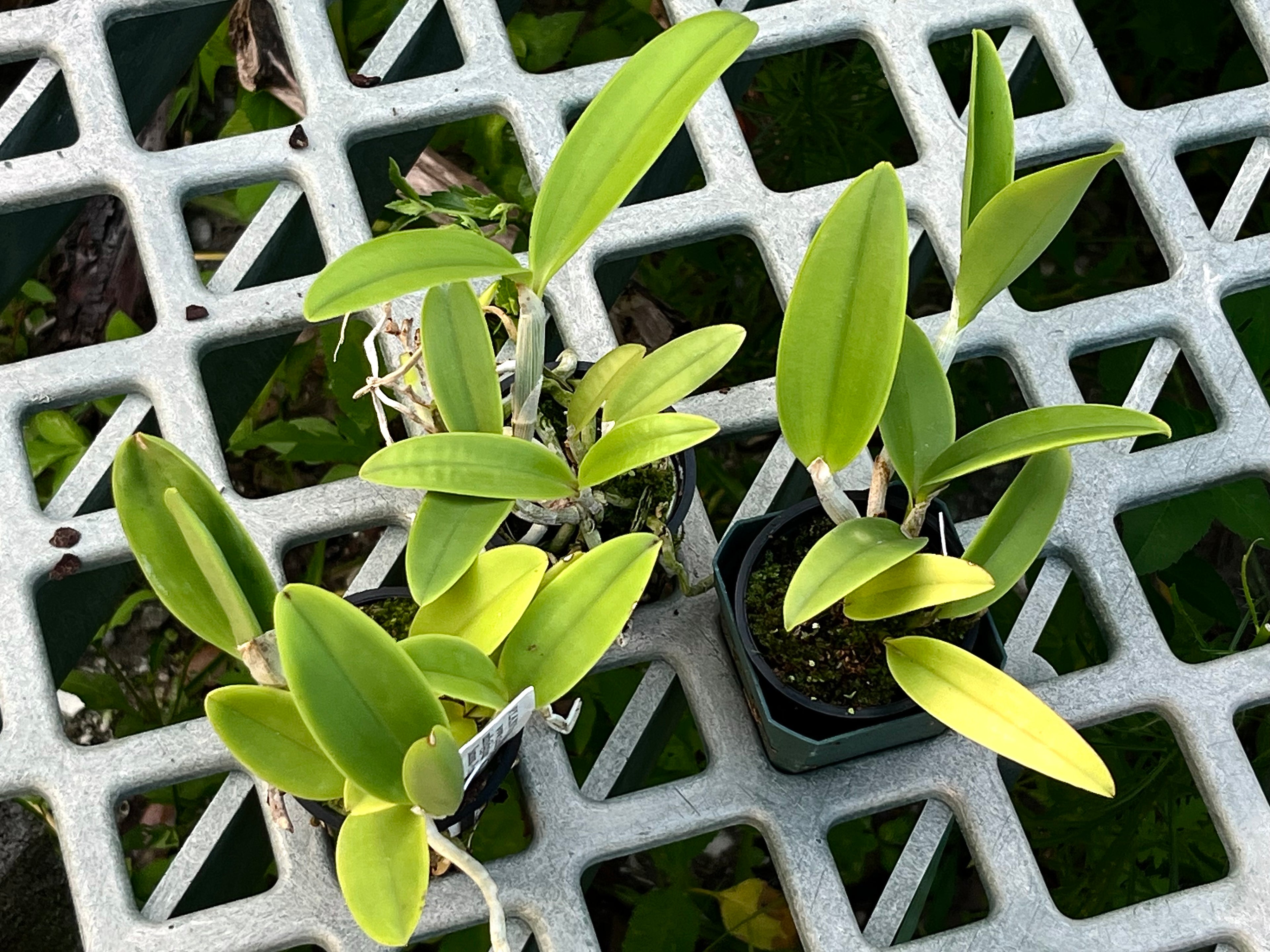 Cattleya Graf's Chupeta
