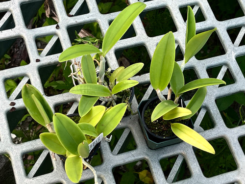 Cattleya Graf's Chupeta