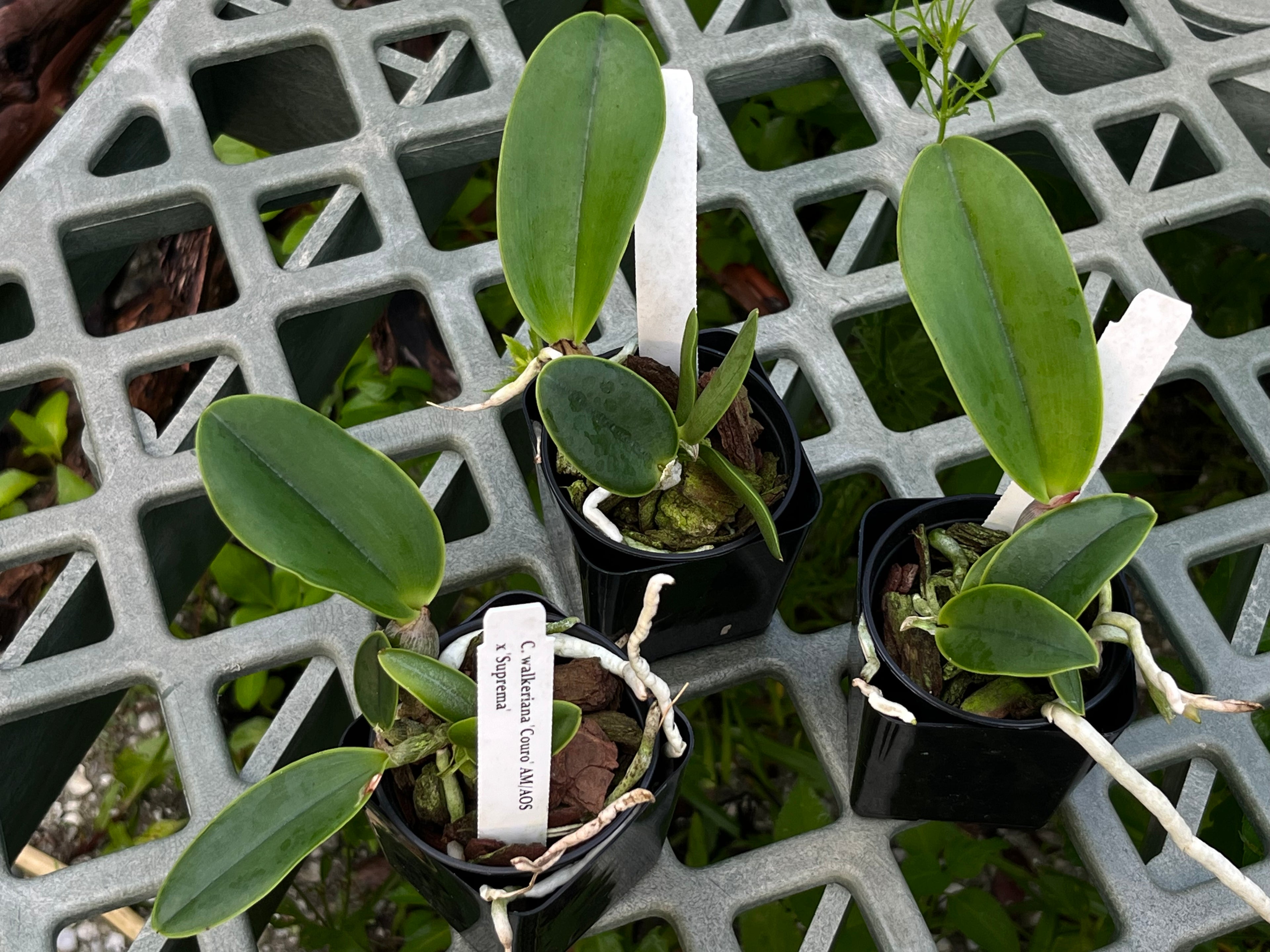 C. Walkeriana 'Couto' AM/AOS x 'Suprema'