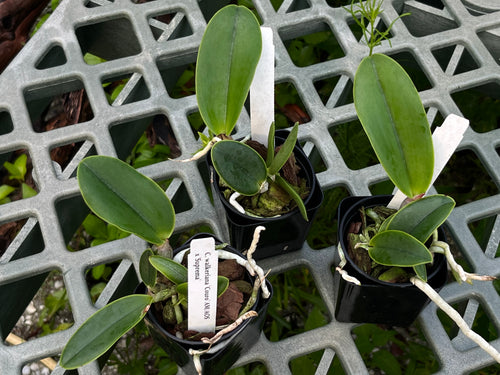 C. Walkeriana 'Couto' AM/AOS x 'Suprema'