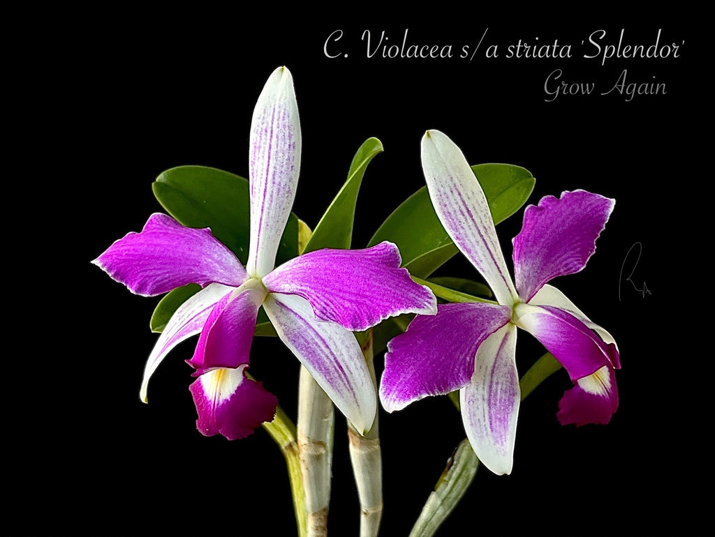 C. Violacea 'Sarasota Splash' x Violacea semi alba