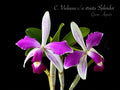 C. Violacea 'Sarasota Splash' x Violacea semi alba