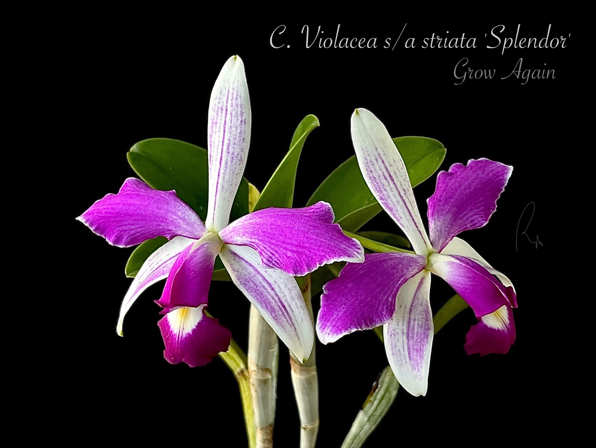 C. Violacea 'Sarasota Splash' x Violacea semi alba