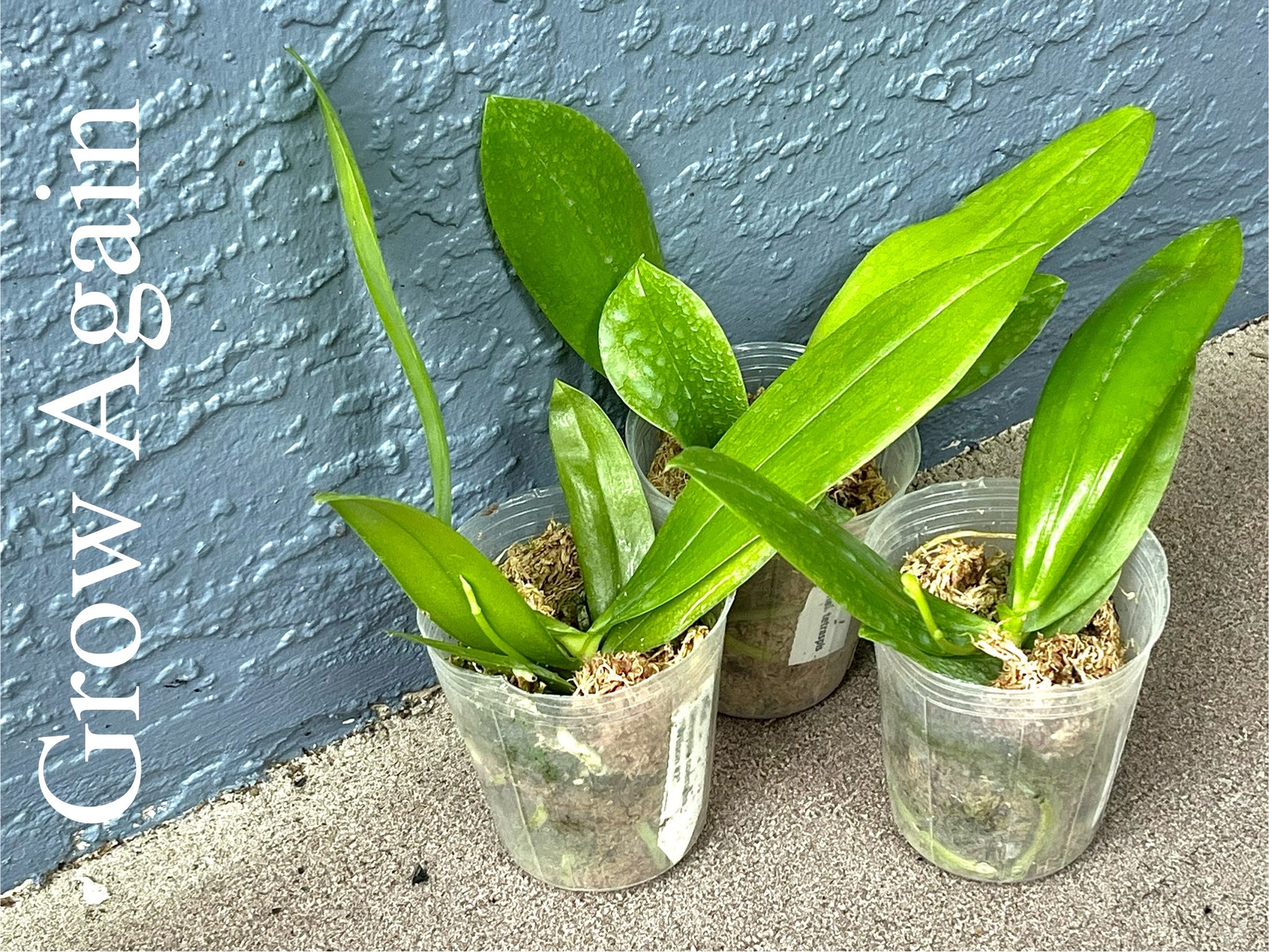 Phalaenopsis Tetraspis coerulea 'Wilson #2' – Grow Again Orchids