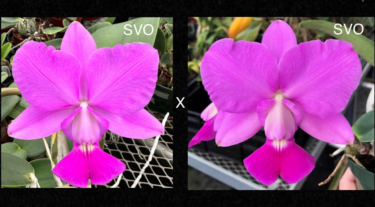 C. Walkeriana 'Couto' AM/AOS x 'Suprema'