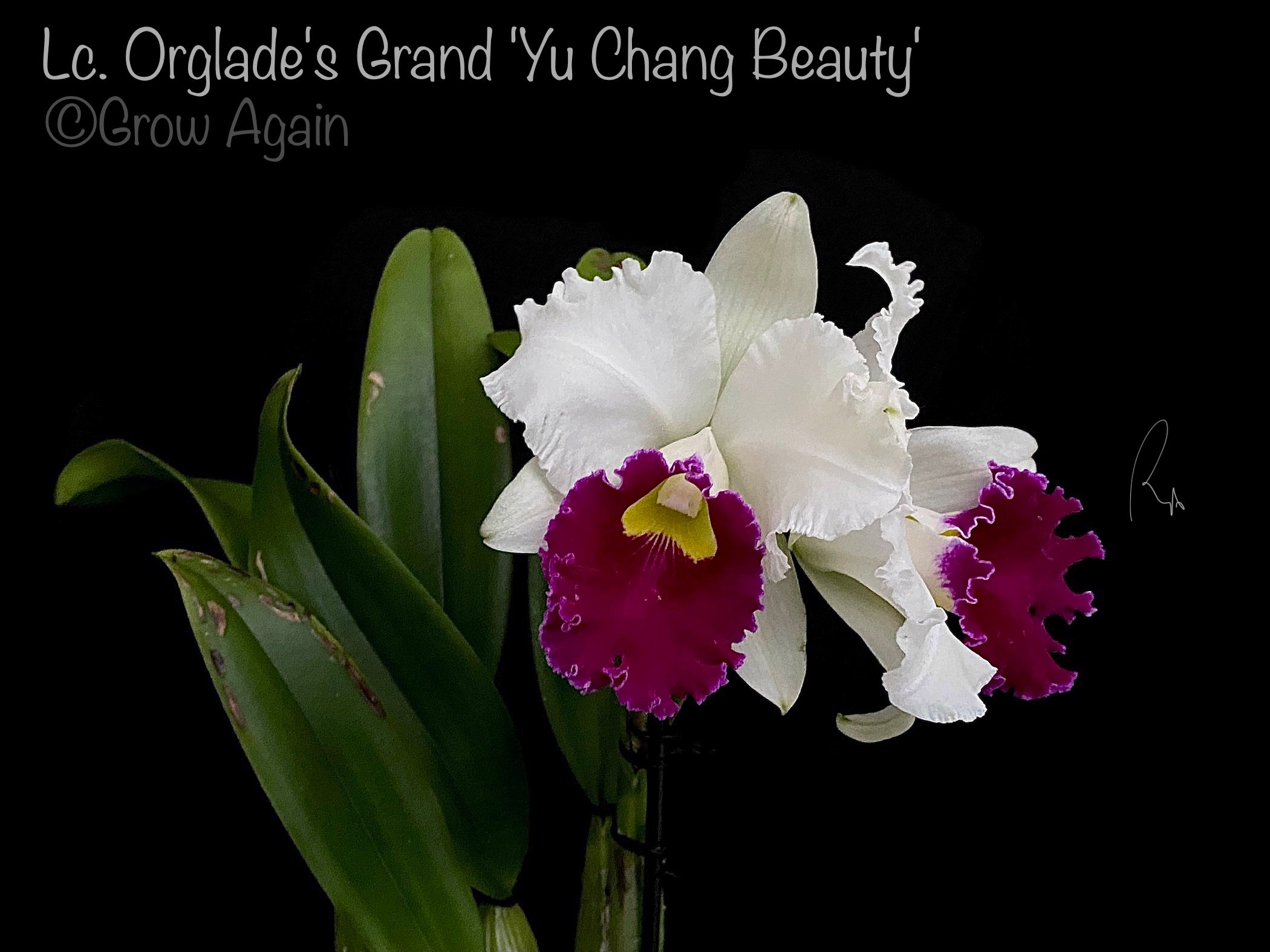 Lc. Orglade's Grand