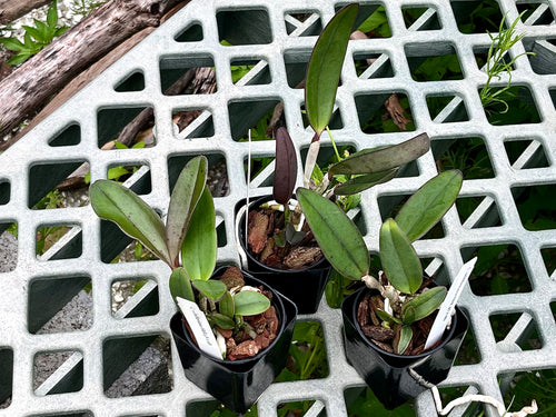Cattleya Schilleriana H&R 4N x sib
