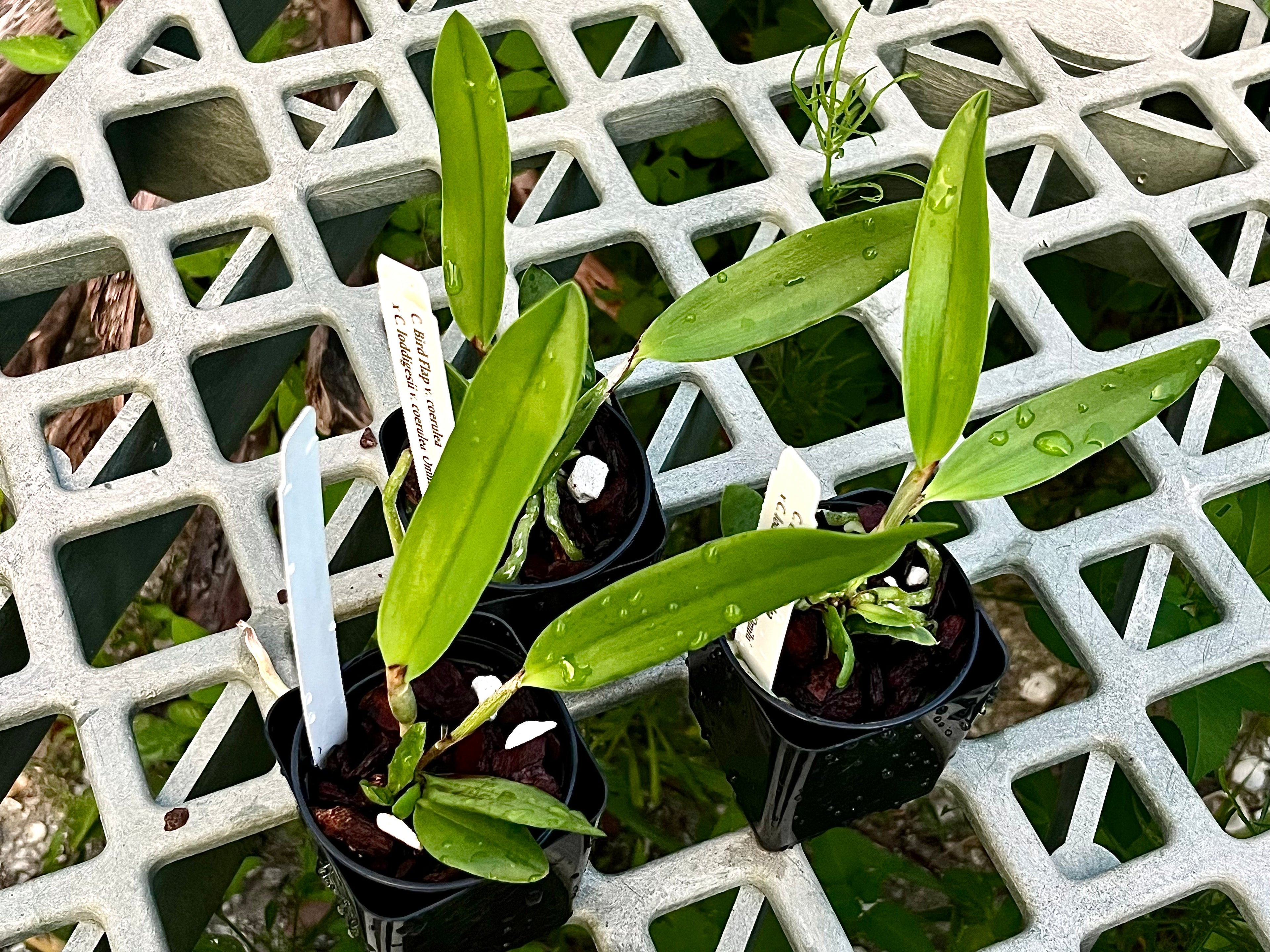 C. Bird Flap v. coerulea x C. Loddigesii v. coerulea 'Omilu'