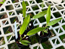 Load image into Gallery viewer, C. Bird Flap v. coerulea x C. Loddigesii v. coerulea 'Omilu'
