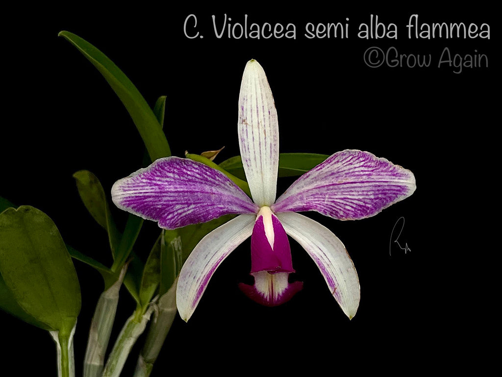 C. Violacea v. flamea 'Nosferatu' AM/AOS x 'Sebastian Ferrell'