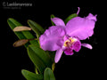 C. Lueddemanniana 'Flojote x Veronica'