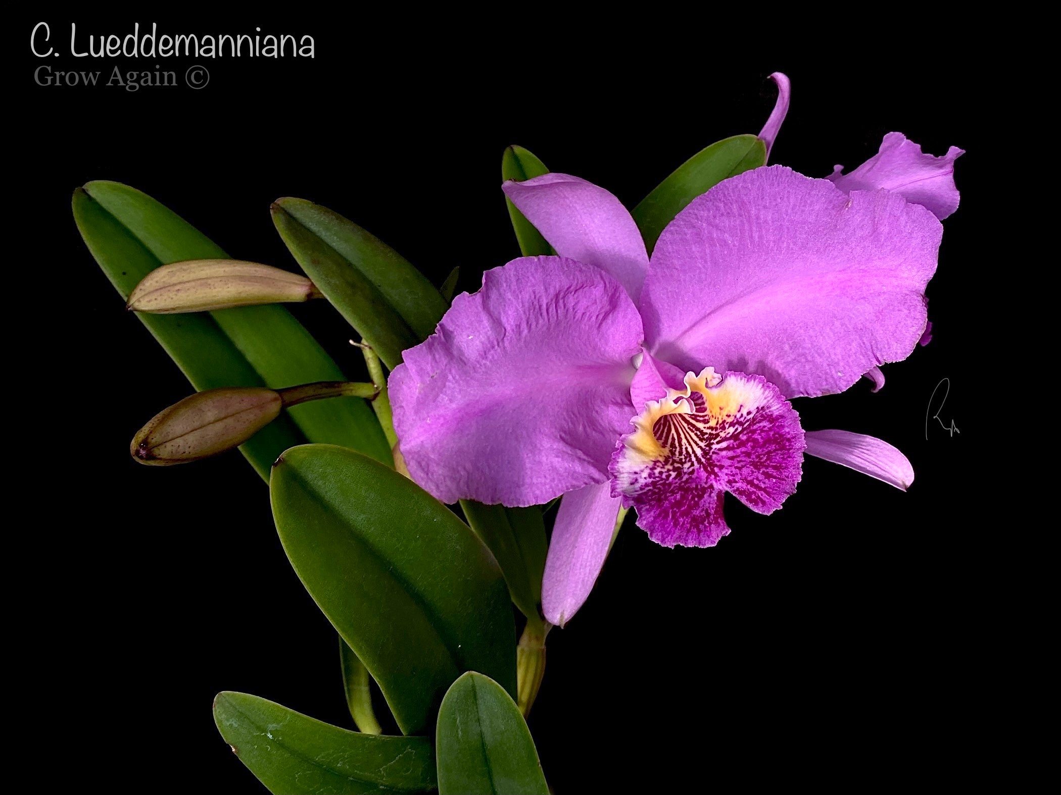 C. Lueddemanniana 'Morada x Infierno Venezolano'