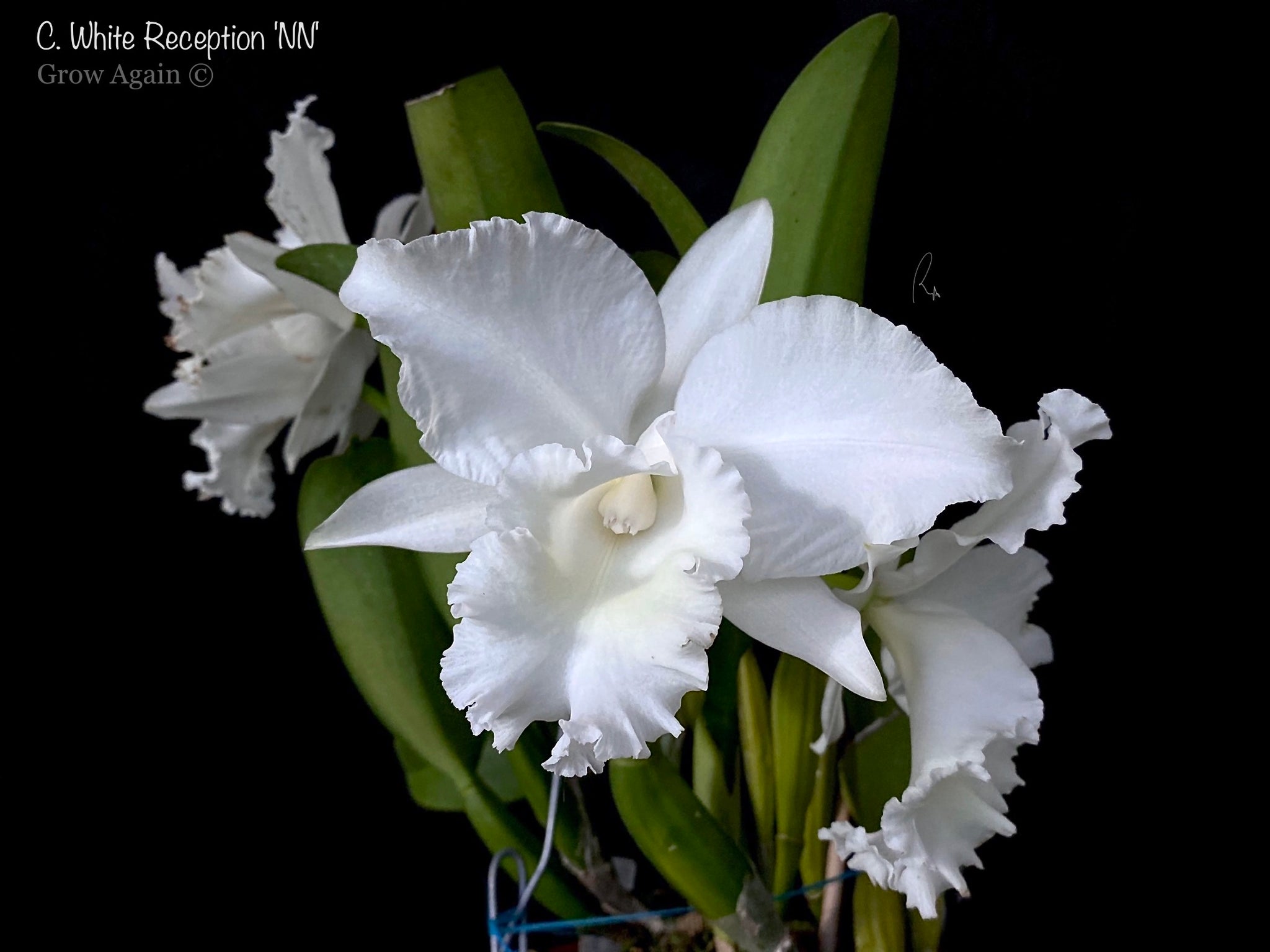 C. White Reception 'NN' – Grow Again Orchids