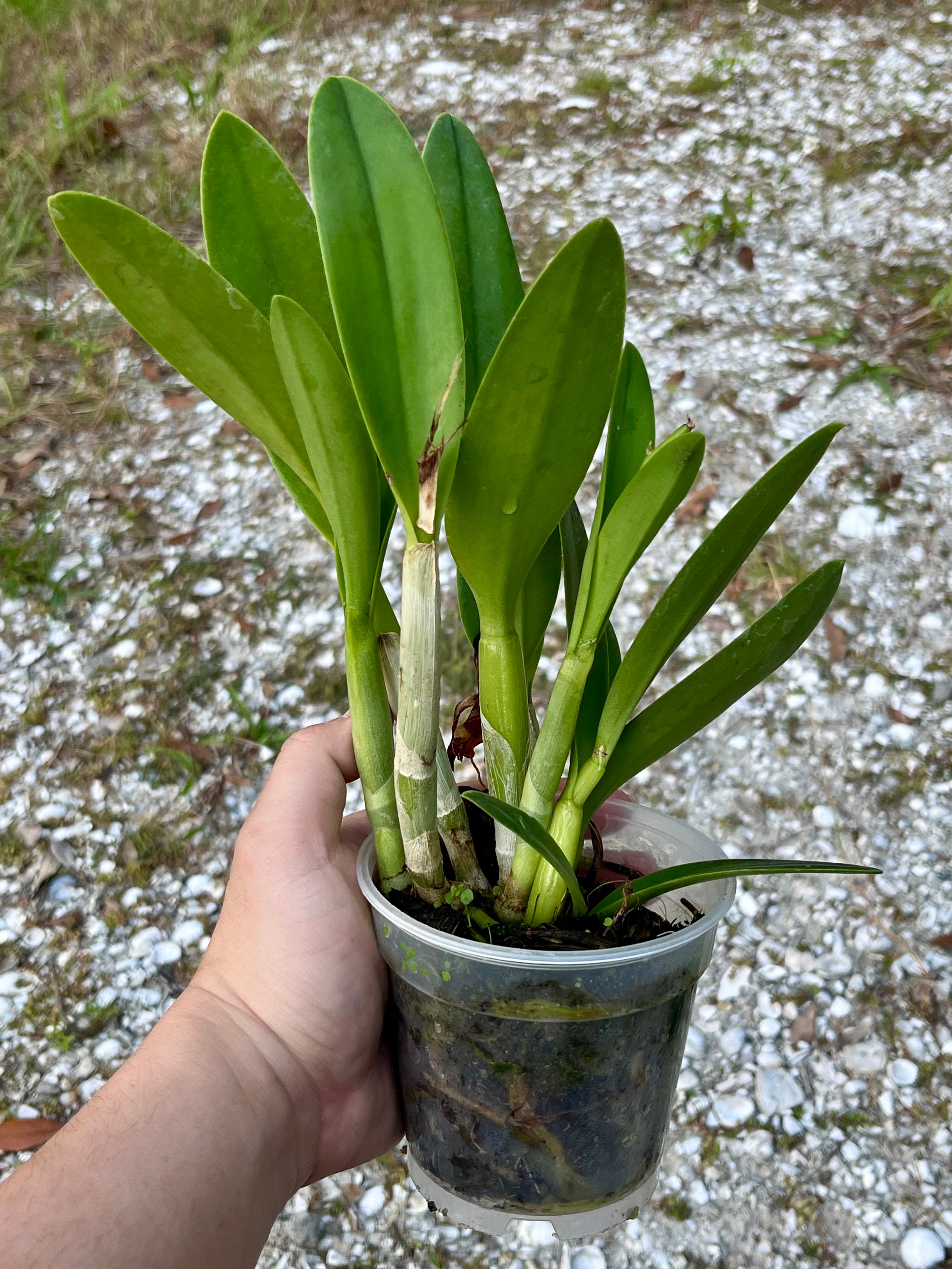 Cattlianthe Tiny Treasure