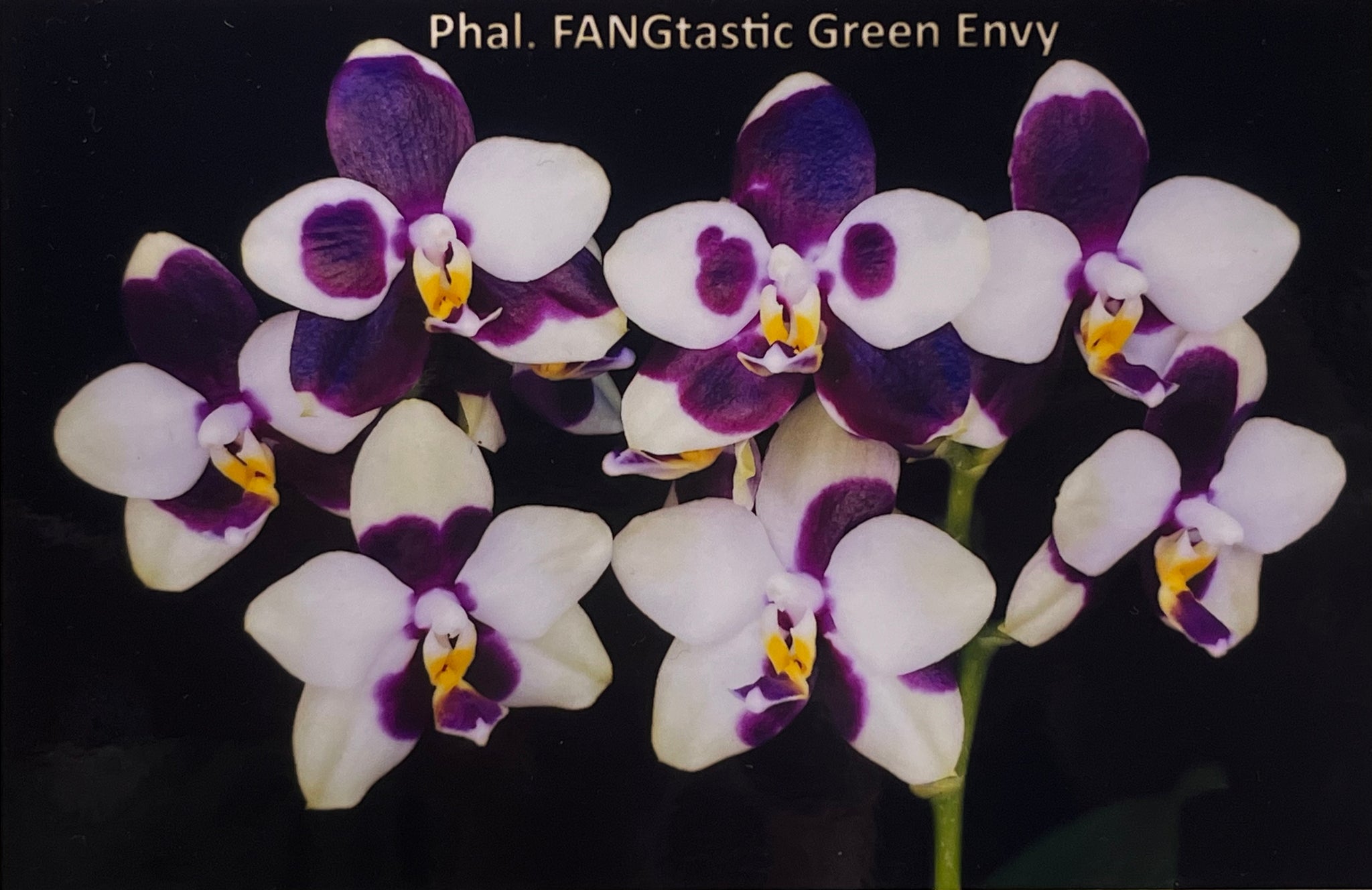 バナナエレファント Phalaenopsis FANGtastic Green Envy – Grow Again Orchids