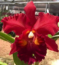 Rlc. Nakornchaisri Red