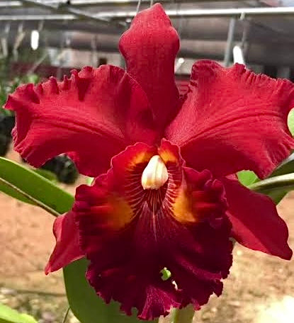 Rlc. Nakornchaisri Red