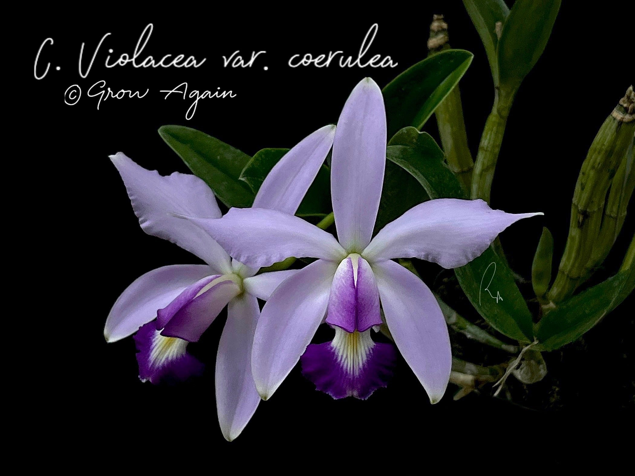 C. Violacea v. coerulea 'S. R. V.' x 'Popa Chubby'