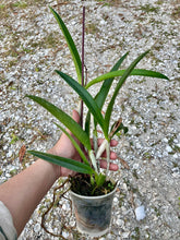 Load image into Gallery viewer, BC. Little Mermaid
