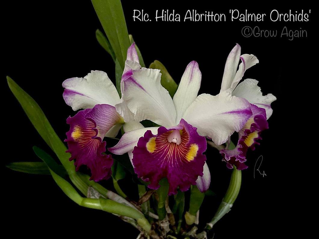 Rlc. Hilda Albritton 'Palmer Orchids'