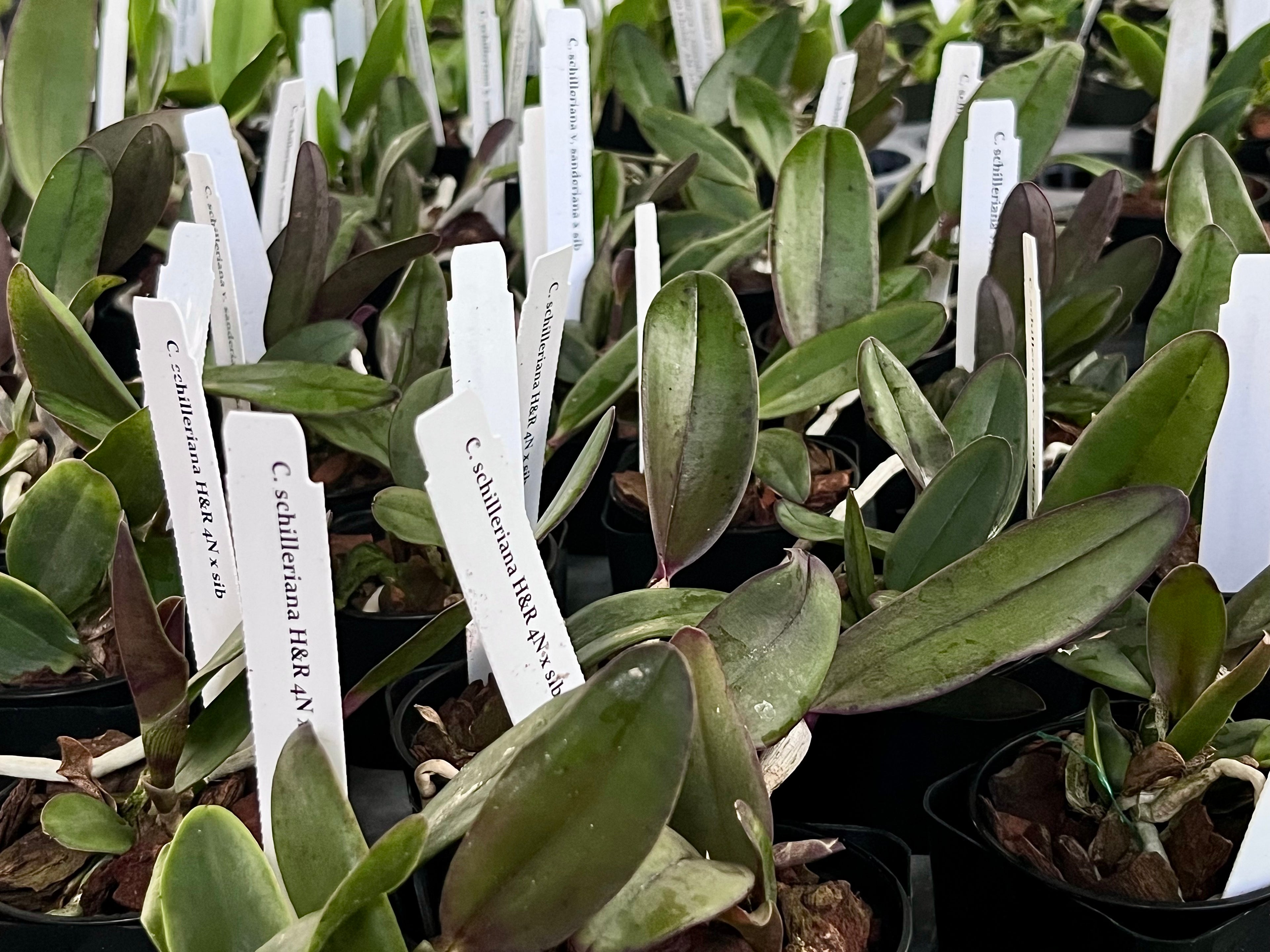 Cattleya Schilleriana H&R 4N x sib