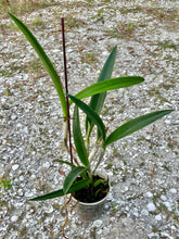 Load image into Gallery viewer, BC. Little Mermaid
