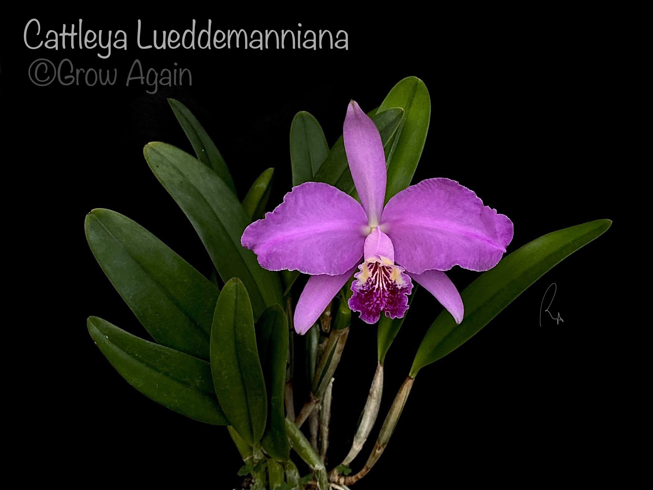 C. Lueddemanniana 'Morada x Infierno Venezolano'