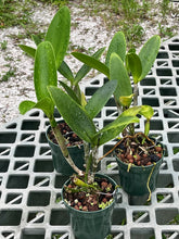 Load image into Gallery viewer, Rlc. Waianae Leopard 'Ching Hua'
