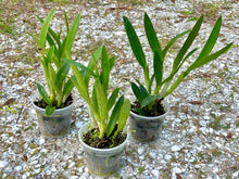 Load image into Gallery viewer, Cattlianthe Tiny Treasure
