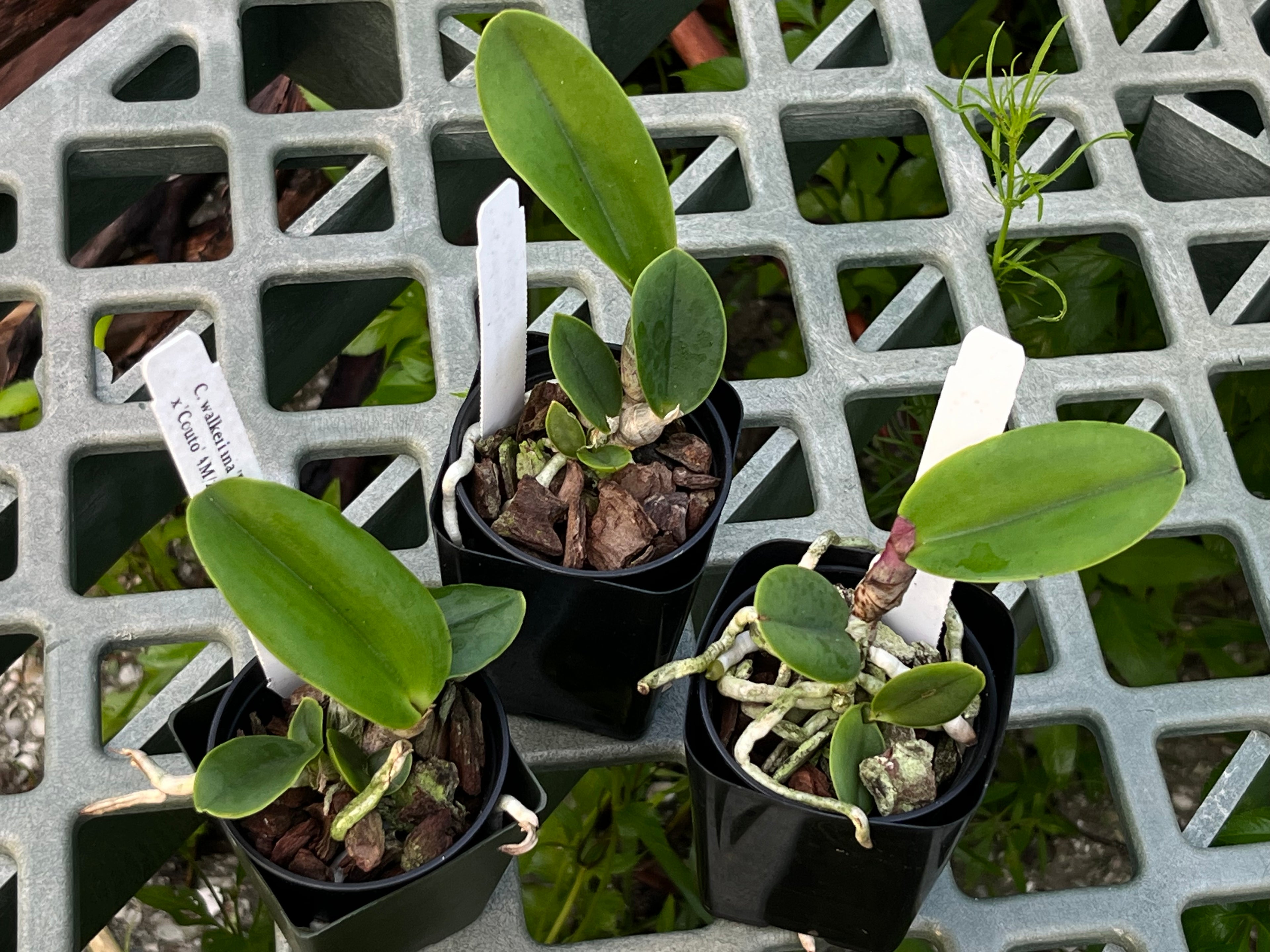 C. Walkeriana 'Extravagance' × 'Couto' (AM/AOS)