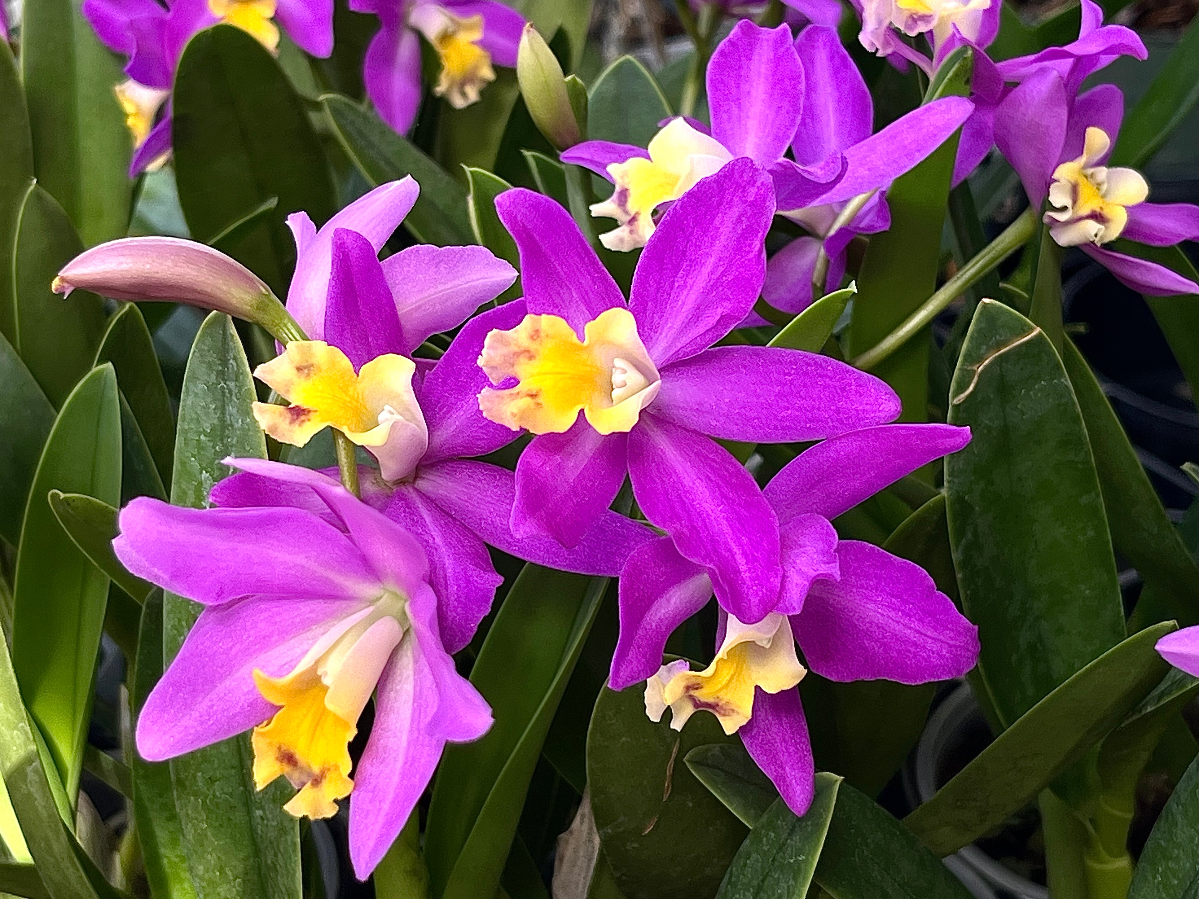 Cattlianthe Tiny Treasure
