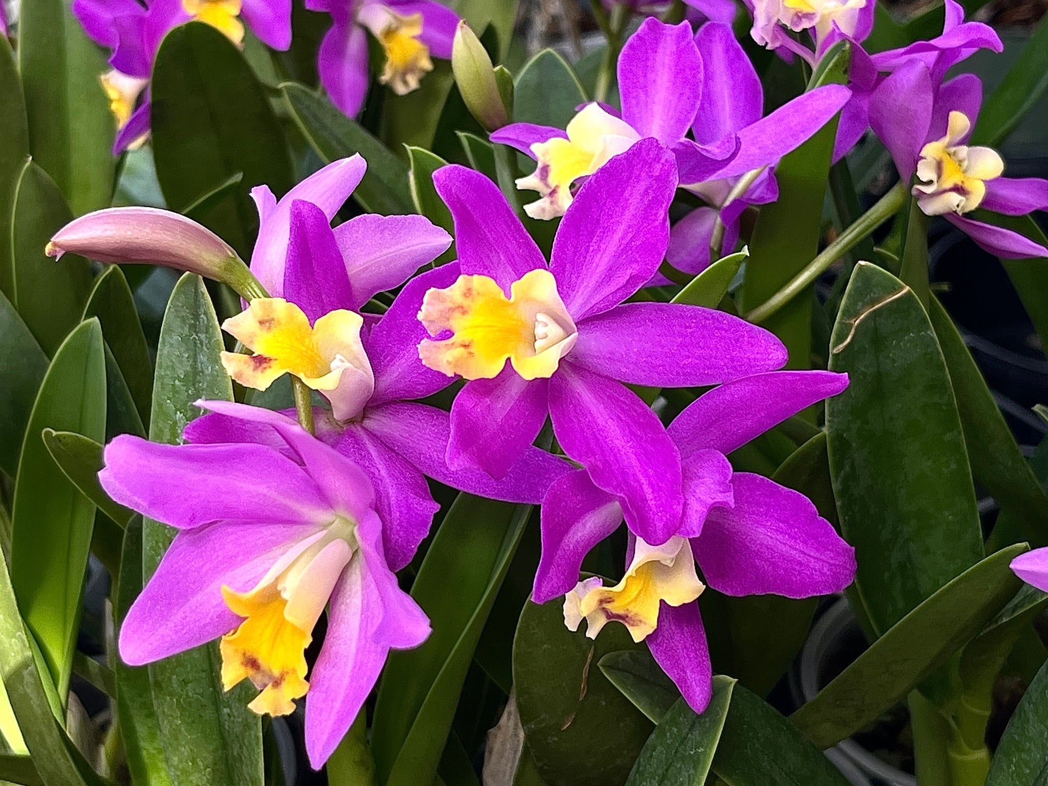 Orchid Nursery in Bradenton - Come grow with us | Grow Again Orchids