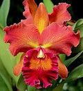 Blc. Susan Fender 'Cinnamon Stick'