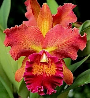 Blc. Susan Fender 'Cinnamon Stick'