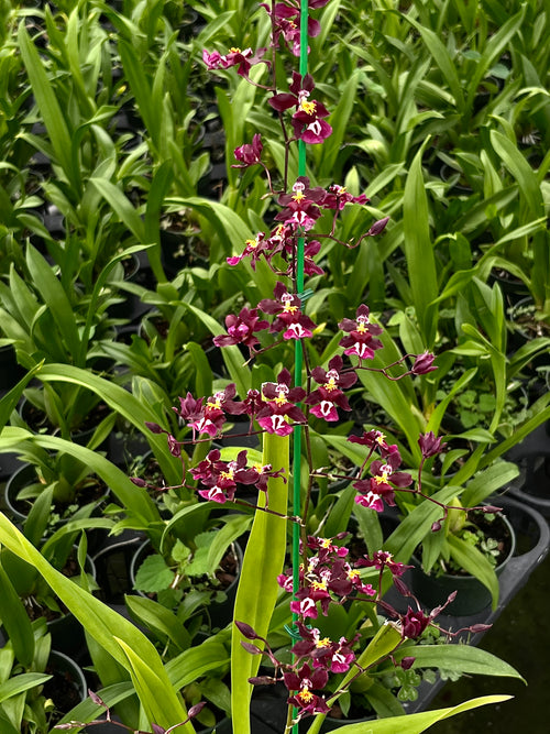 Onc. Tariflor Lady 'Pretty Girl'