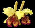 Cattleya Dowiana v. aurea