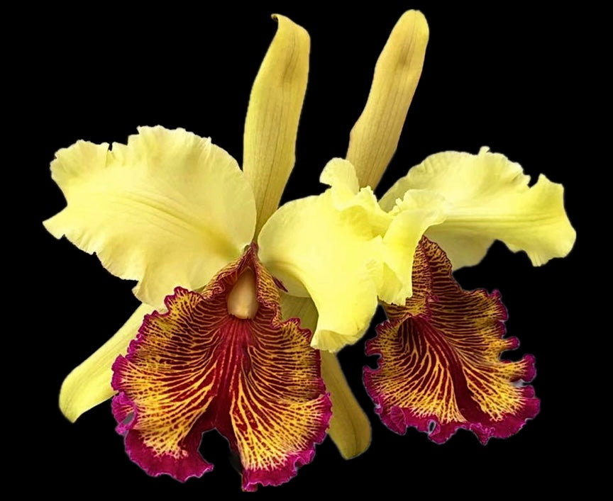 Cattleya Dowiana v. aurea