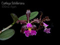 Cattleya Schilleriana v. sanderiana
