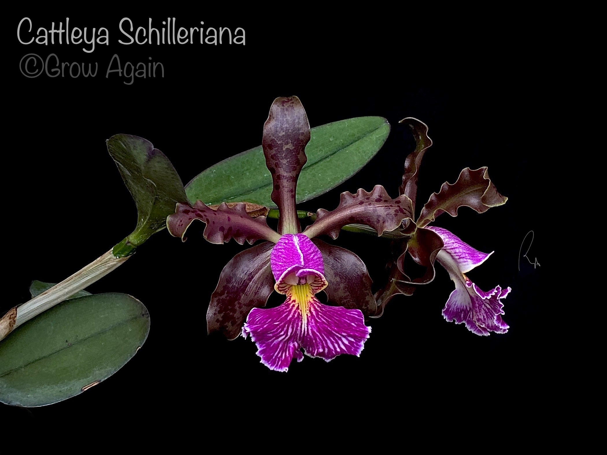 Cattleya Schilleriana v. sanderiana