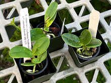 Load image into Gallery viewer, C. Violacea v. flamea 'Nosferatu' AM/AOS x 'Sebastian Ferrell'

