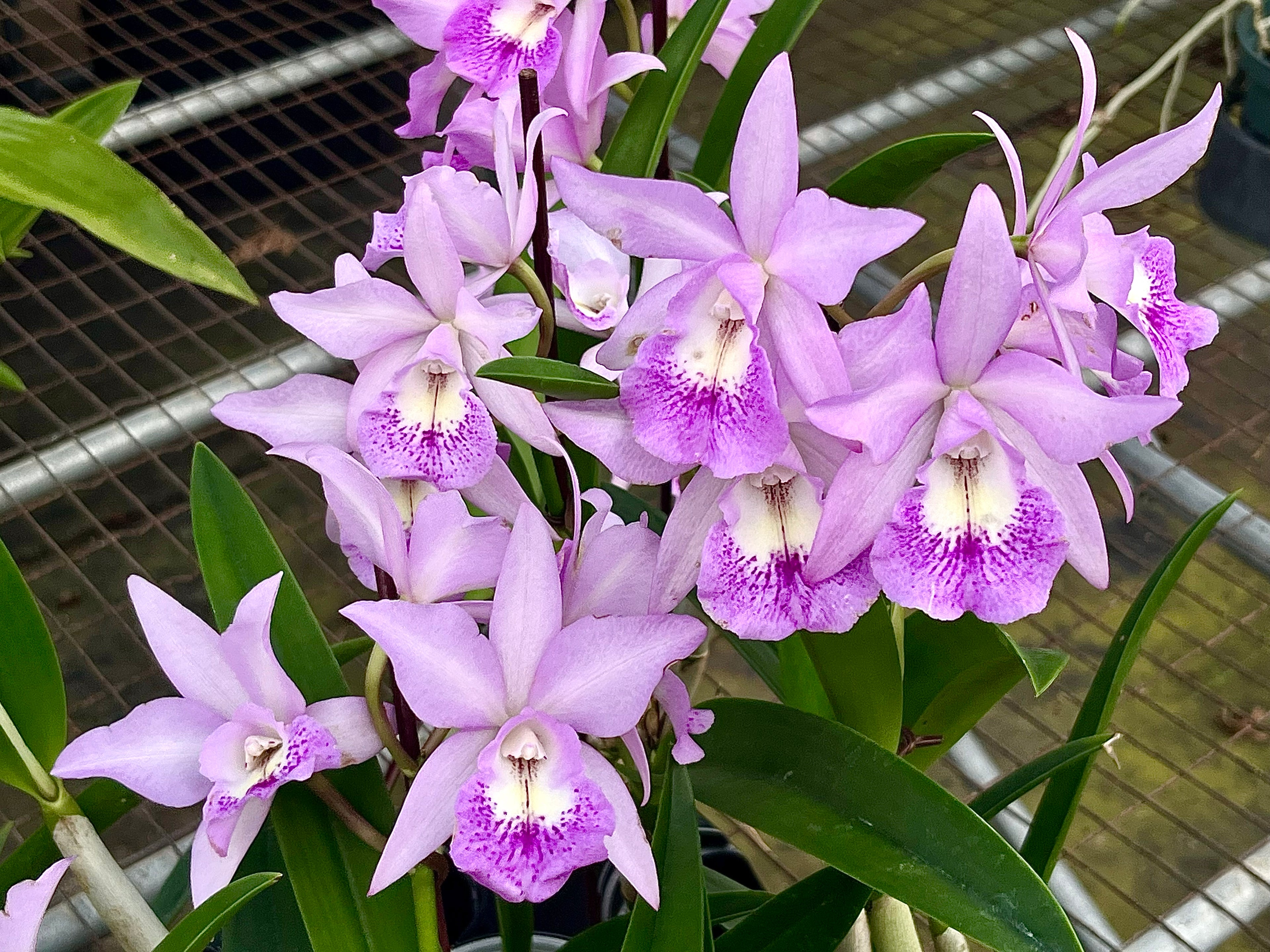 BC. Little Mermaid