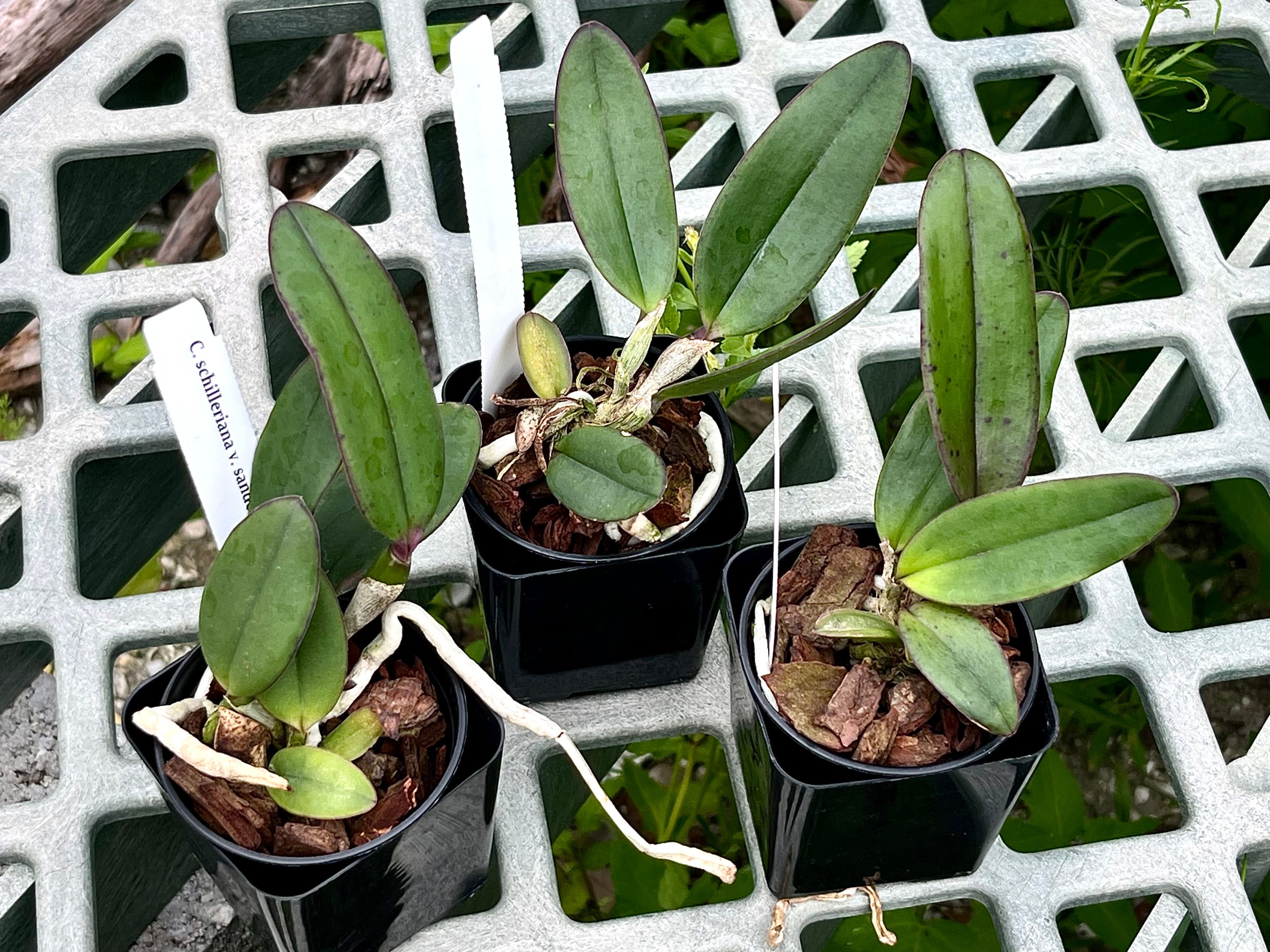 Cattleya Schilleriana v. sanderiana