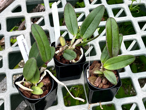 Cattleya Schilleriana v. sanderiana