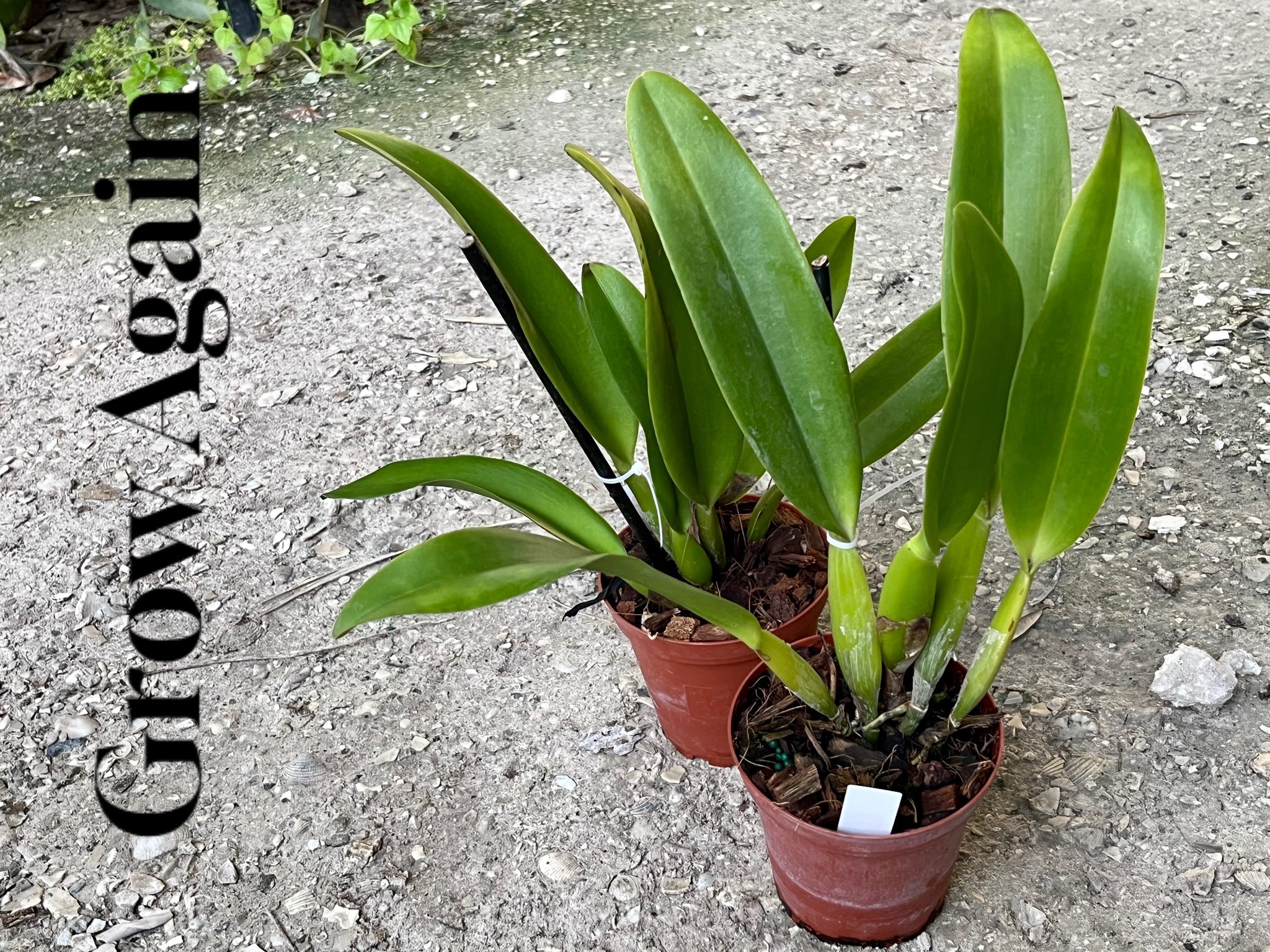 Lc. Orglade's Grand – Grow Again Orchids