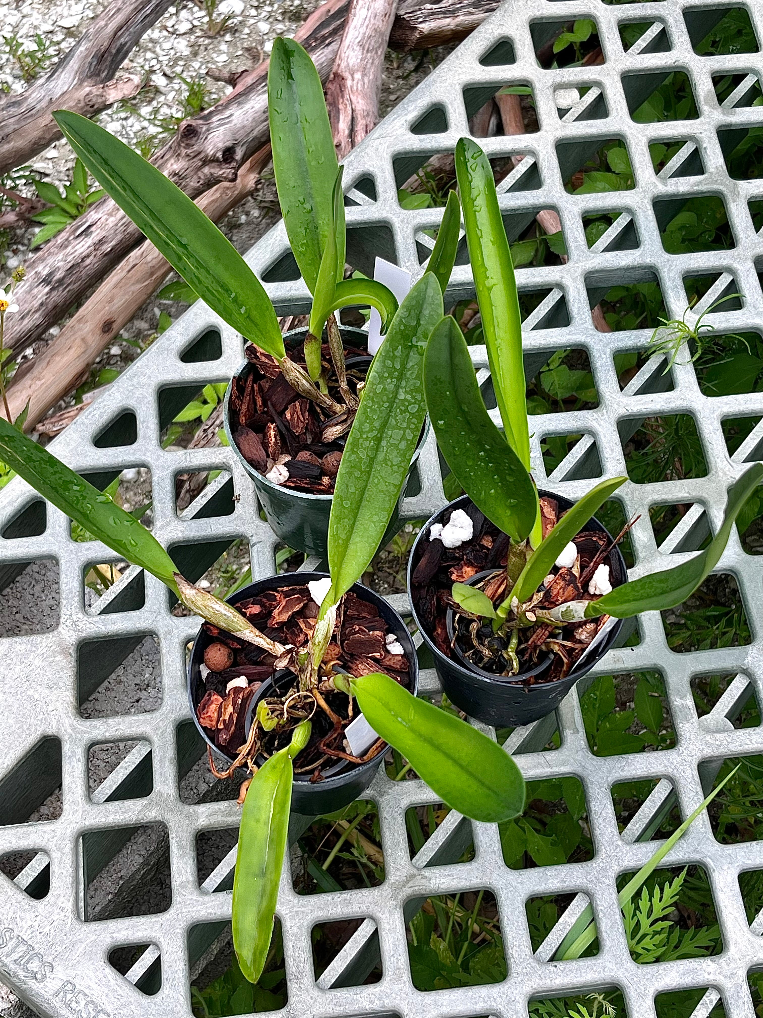 Rlc. Shang Ding 'Beauty'