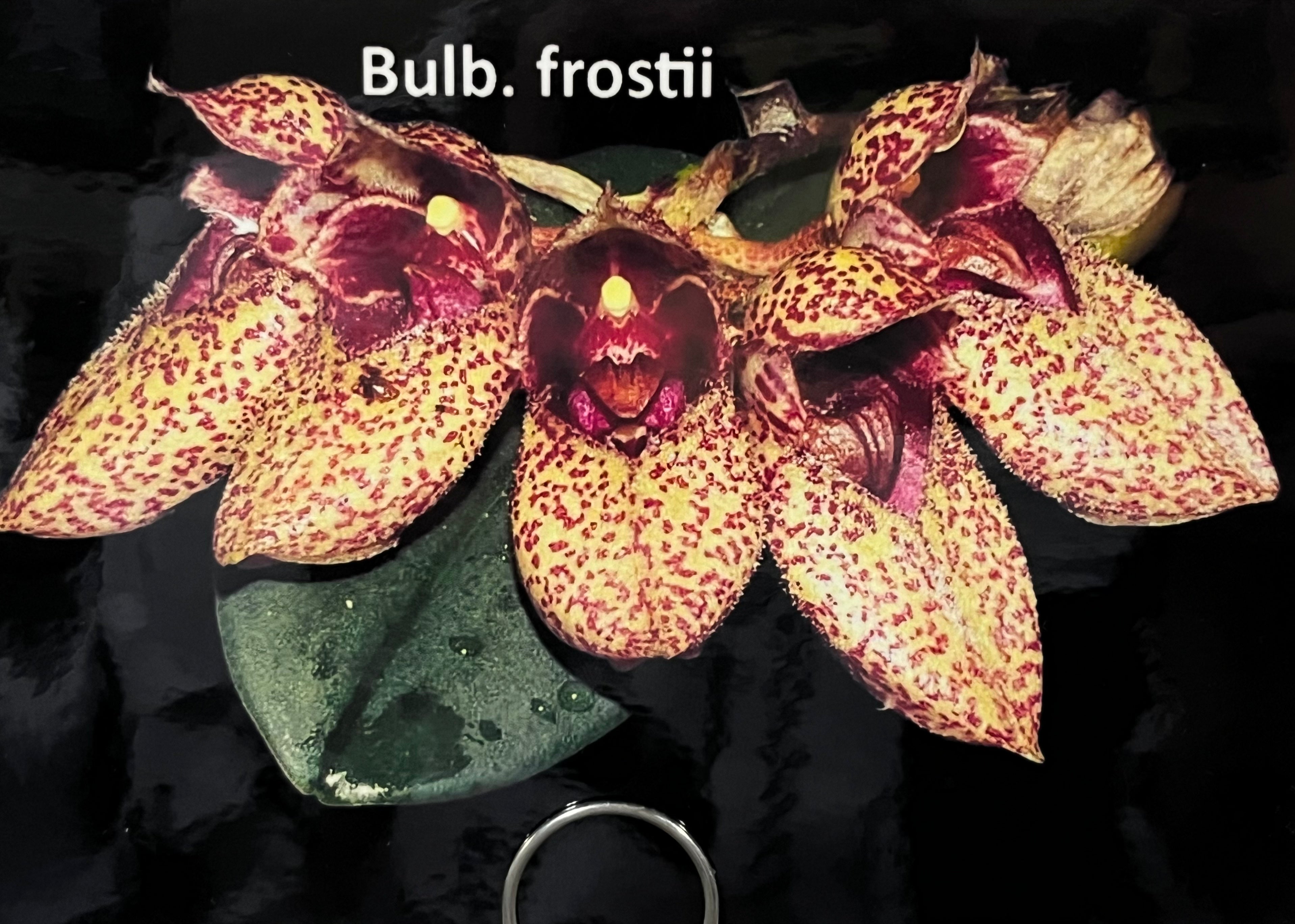 Bulbophyllum Frostii