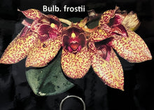 Load image into Gallery viewer, Bulbophyllum Frostii
