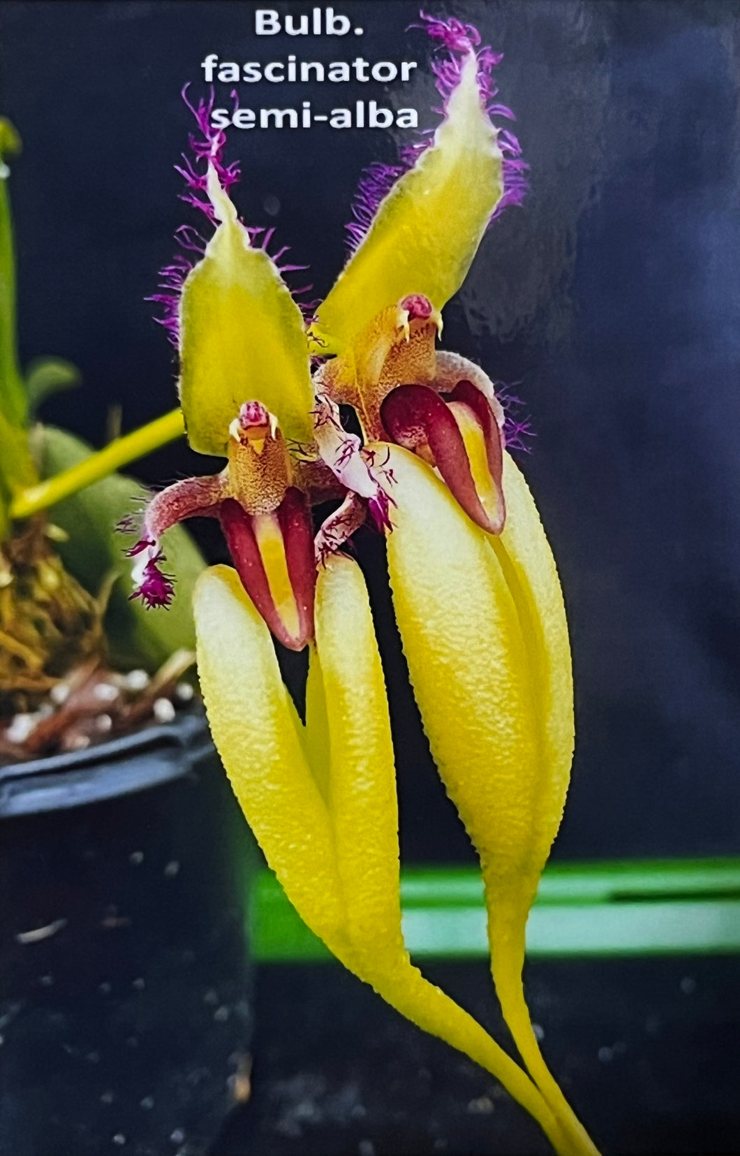Bulbophyllum Fascinator semi alba